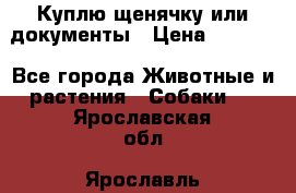 Куплю щенячку или документы › Цена ­ 3 000 - Все города Животные и растения » Собаки   . Ярославская обл.,Ярославль г.